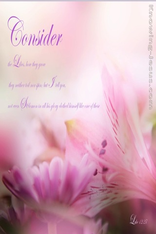 Luke 12:27 Consider the Lilies (pink)